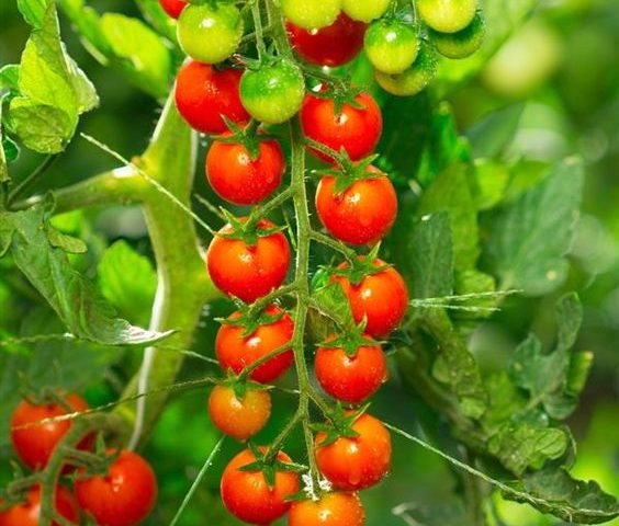Bí quyết trồng và chăm sóc cà chua ở ban công từ A-Z
