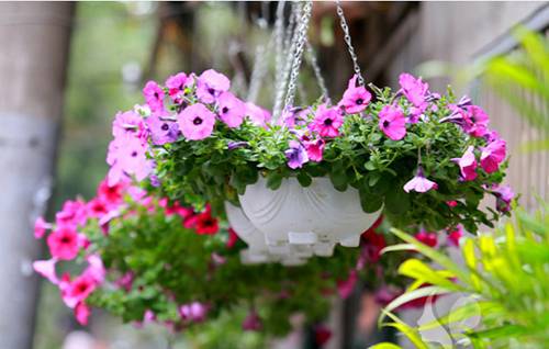 10 loại hoa dễ trồng và nở hoa quanh năm thích hợp để trang trí ban công