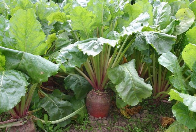 11 loại rau củ thích hợp để trồng trong vườn nhà phố