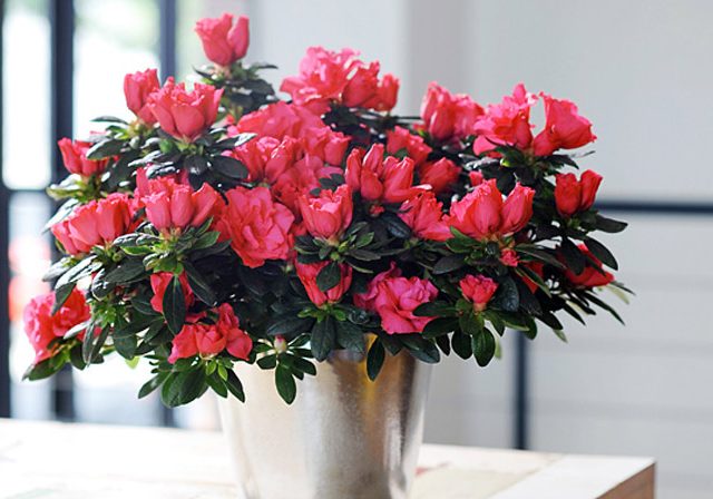 6 loại cây cảnh có tác dụng hóa giải phong thủy xấu cho ban công