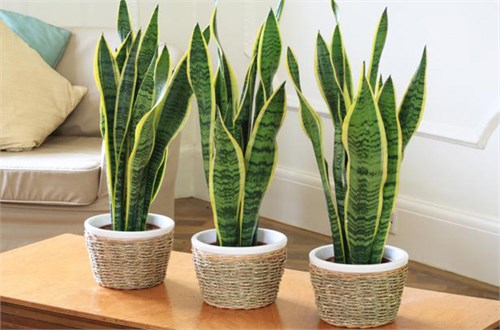 Những tác dụng không thể ngờ khi trồng cây lưỡi hổ trong nhà