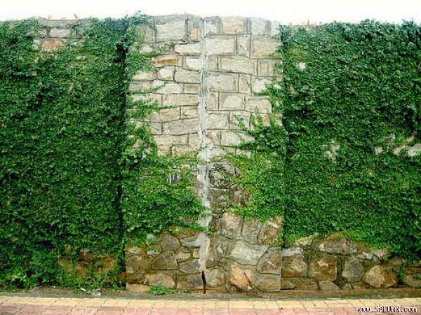 Bí quyết trồng và chăm sóc cây Vảy Ốc (cây Thằn Lằn)