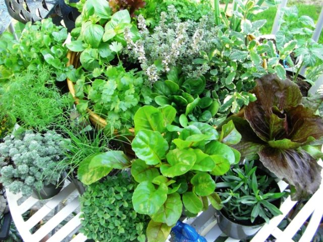 Top 10 cây treo ban công đẹp là gia vị tốt cho sức khoẻ