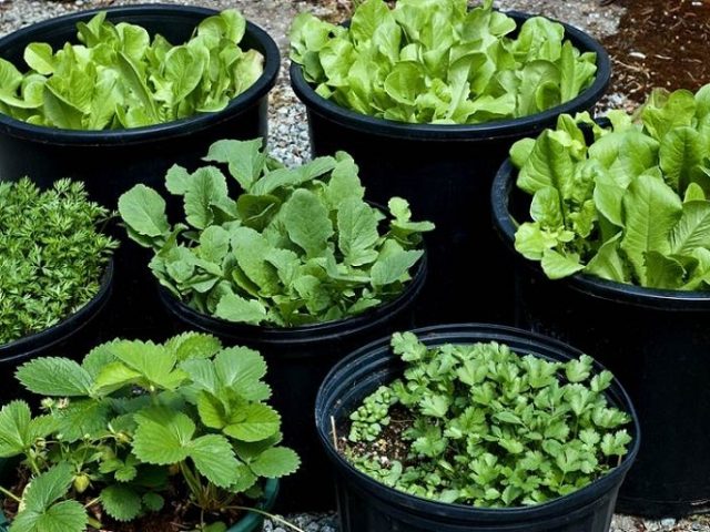 Tự cung cấp rau sạch với một số bí quyết trồng rau trên ban công chung cư