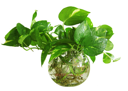 Kinh nghiệm trồng và chăm sóc cây vạn niên thanh