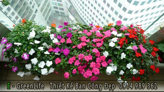 Gợi Ý Hoa Đẹp Trang Trí Cho Ban Công Theo Mùa