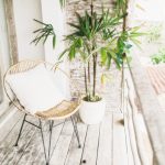 5 loại cây ăn quả phù hợp trồng ở ban công nhà bạn