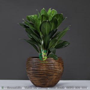 CHẬU COMPOSITE AN KHANG