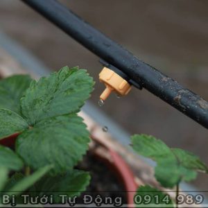 Béc Tưới Nhỏ Giọt Bù Áp