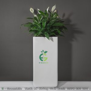 Chậu Composite Dáng Vuông Cao Bo Tròn Cạnh Và Đáy Hưng Thịnh