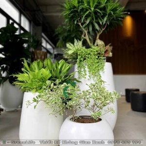 Chậu Composite Dáng Giọt Nước Minh Châu