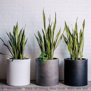 Chậu Composite Dáng Trụ Tròn Tài Lộc