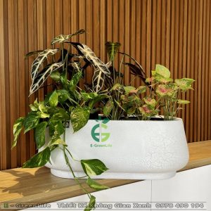 Chậu Composite Dáng Oval Bầu Thanh Tâm