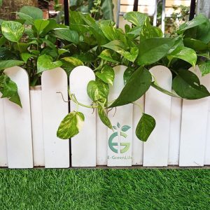 Chậu Hàng Rào Composite Trắng